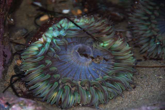 sea anemone